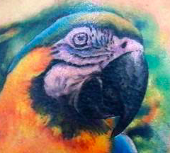 tattoo pappagallo