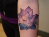 lotus flower-16